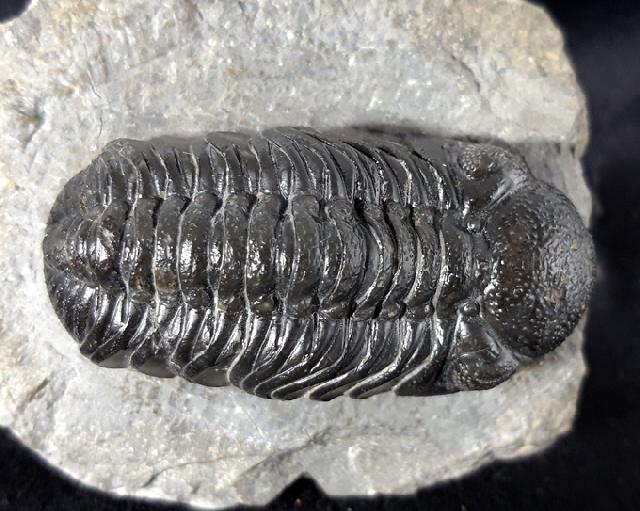 Barrandeops ovatus (McKELLAR & CHATTERTON 2009) - Bild &copy; FossNet FossilienStore